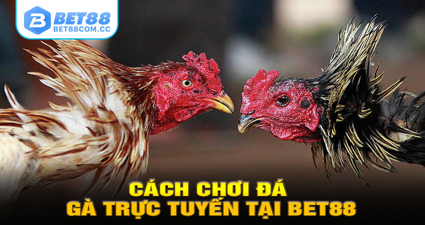 Cách chơi đá gà trực tuyến tại BET88