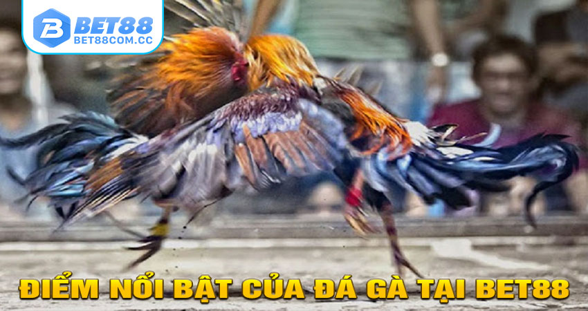 Điểm nổi bật của đá gà tại BET88