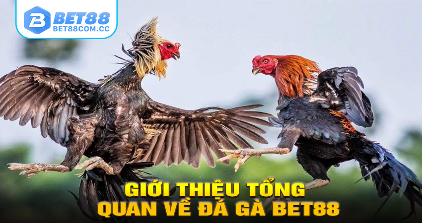 Giới thiệu tổng quan về Đá gà Bet88