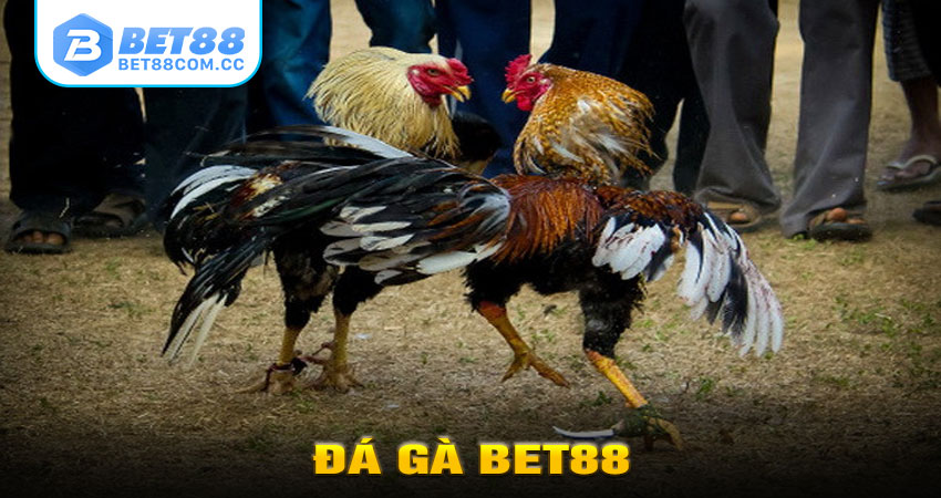 Đá gà Bet88